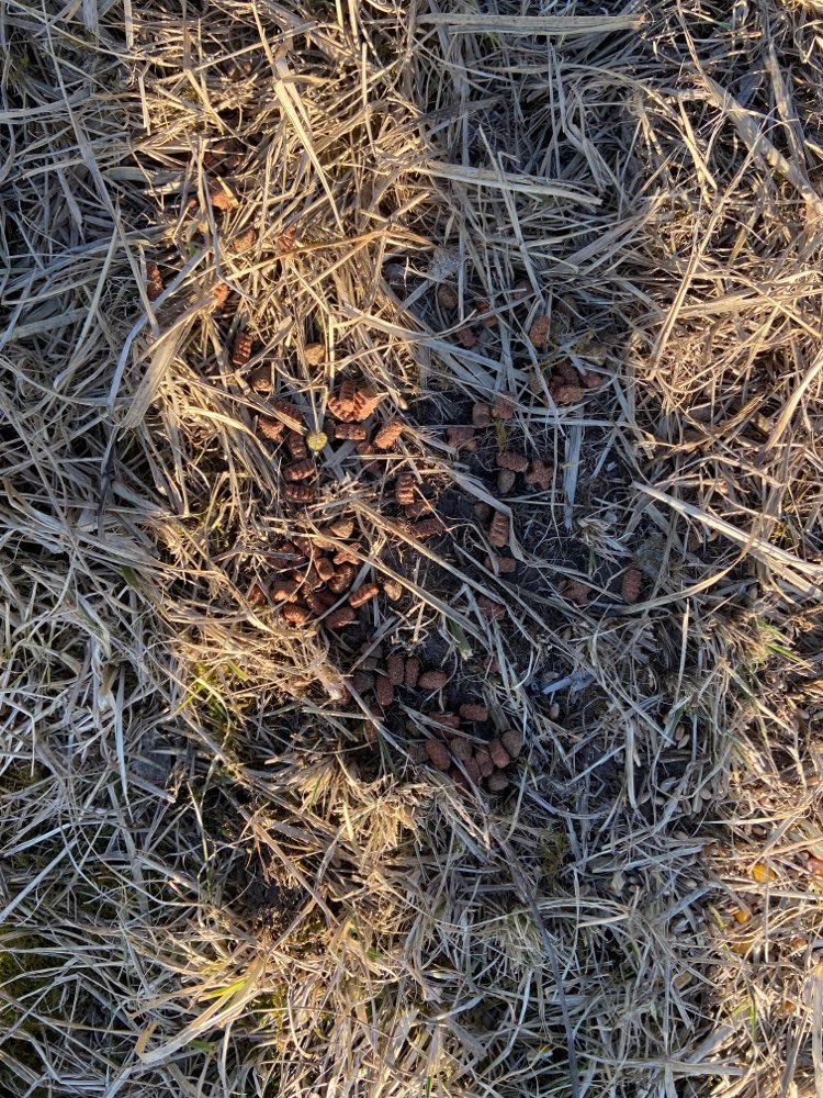 Giftköder-Ausgelegtes Katzenfutter/essen-Profilbild