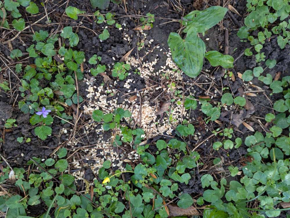 Giftköder-Komische Körner-Profilbild