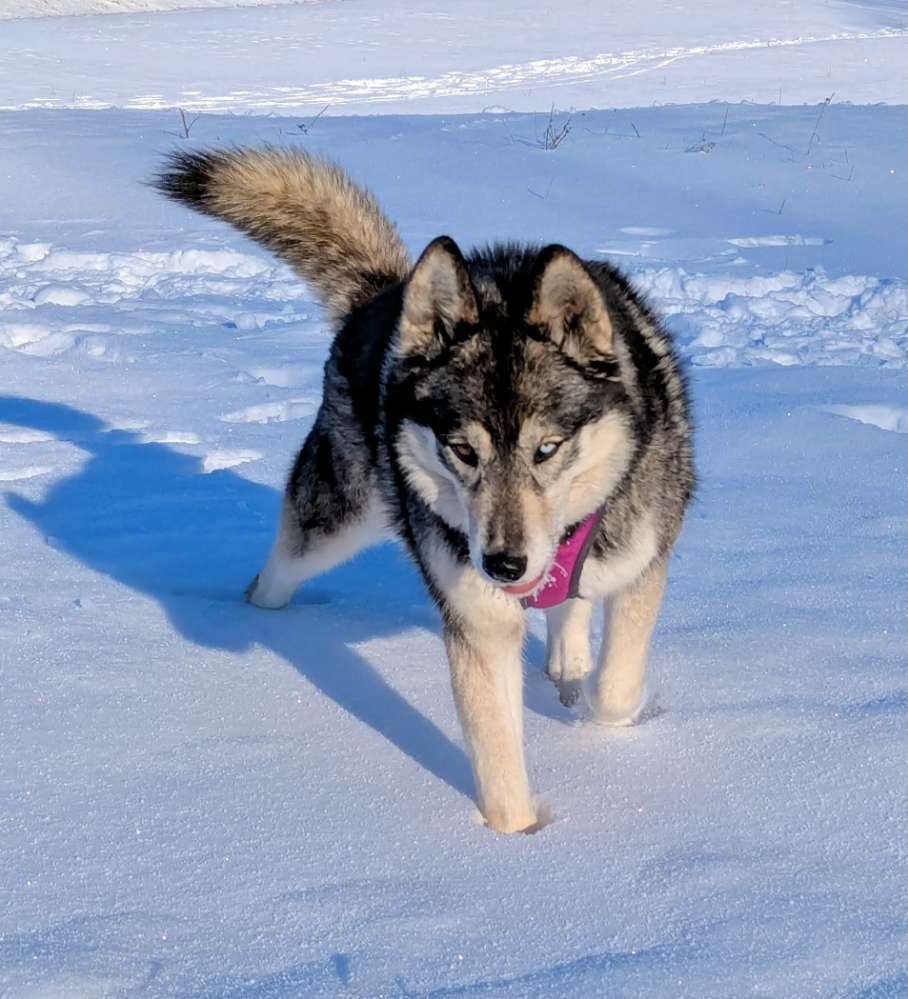 Hundetreffen-Hundetreff Weißenfels/ Naumburg-Profilbild