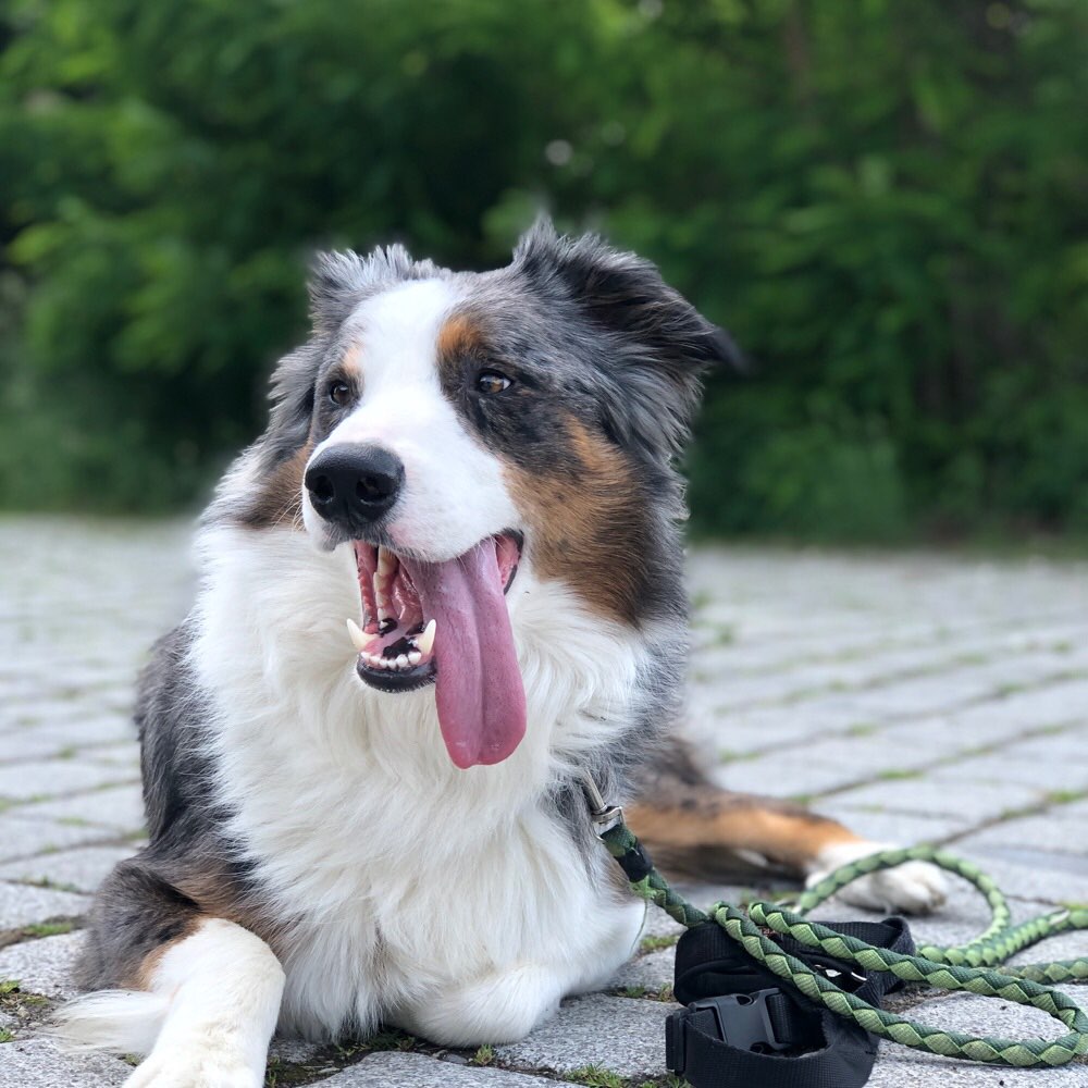 Hundetreffen-Spiel und Gassi Gefährte gesucht, lieber gemeinsam statt einsam 😊-Profilbild