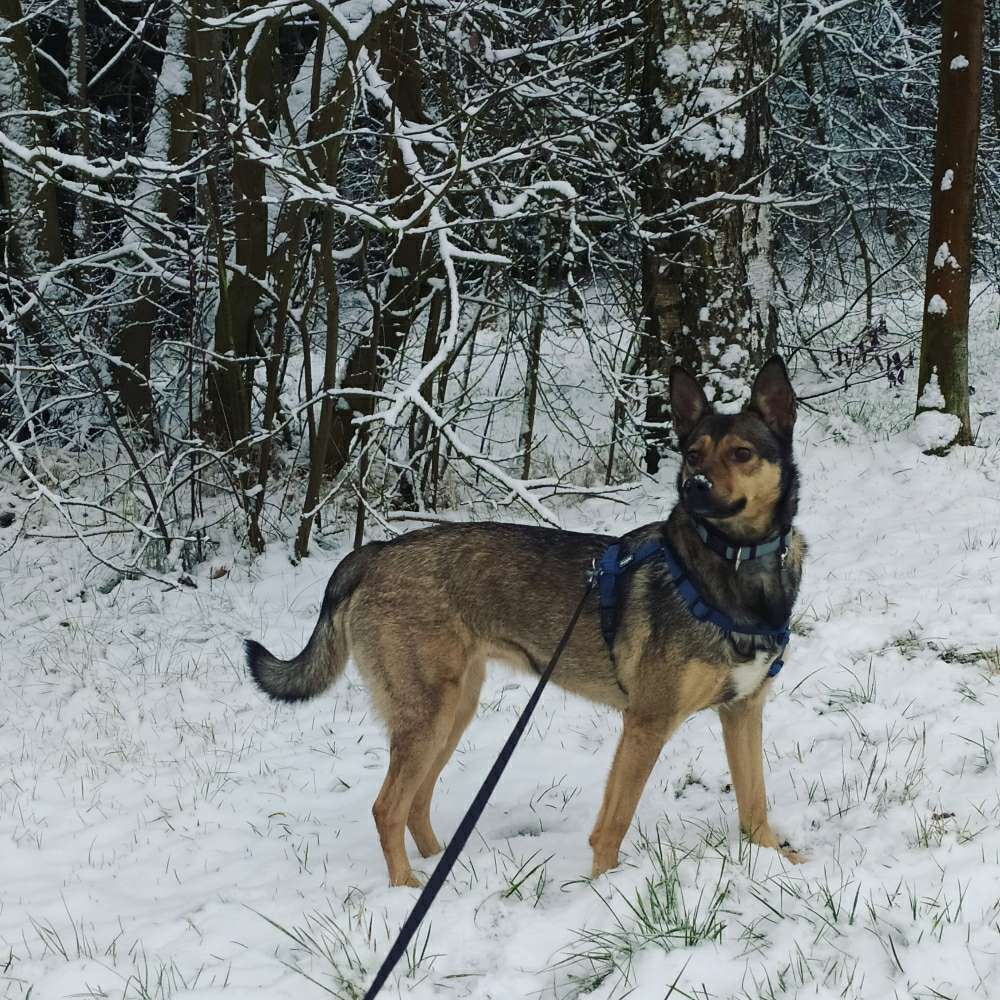 Hundetreffen-Gassirunde nach Absprache, Hof-Profilbild