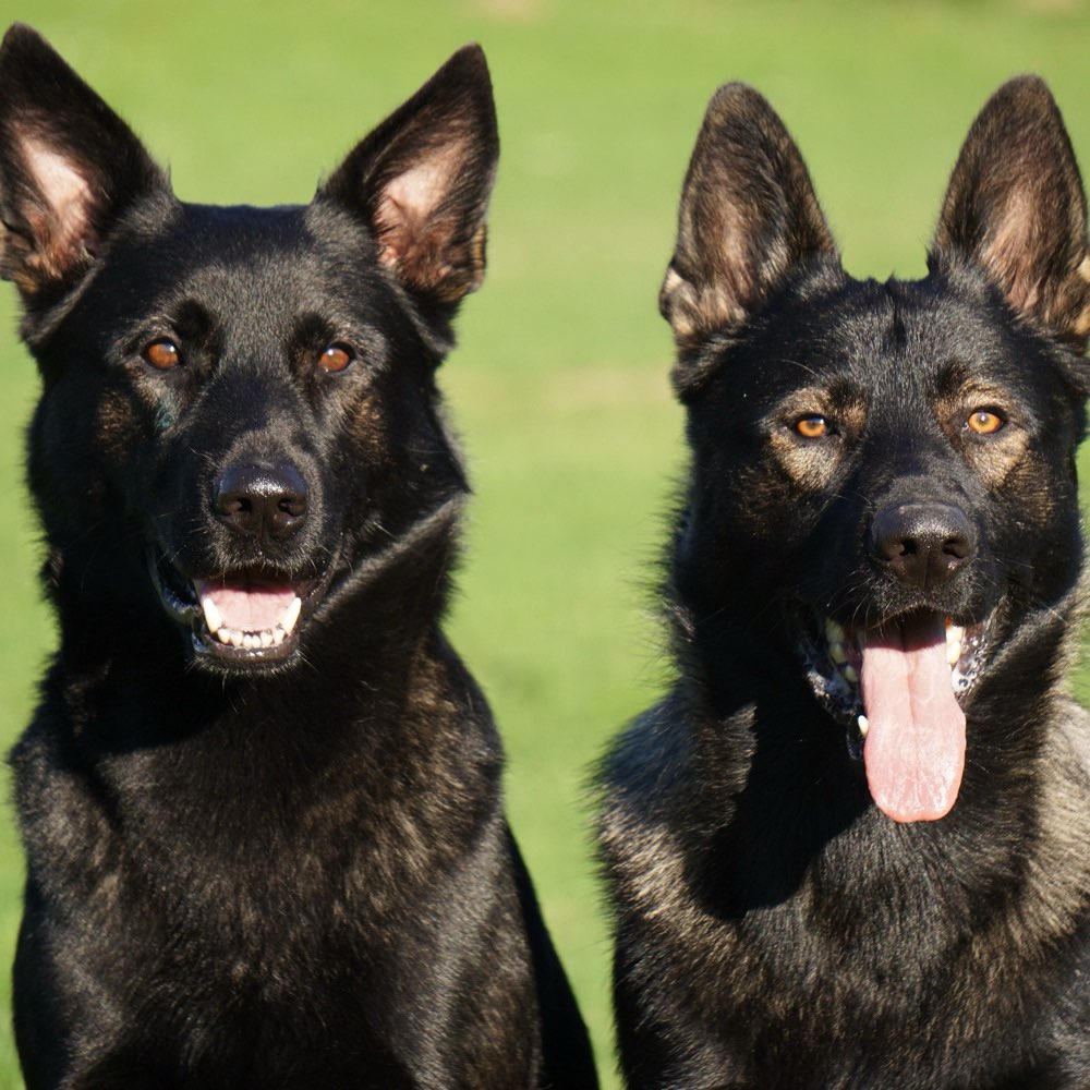 Hundetreffen-Social Walk-Profilbild