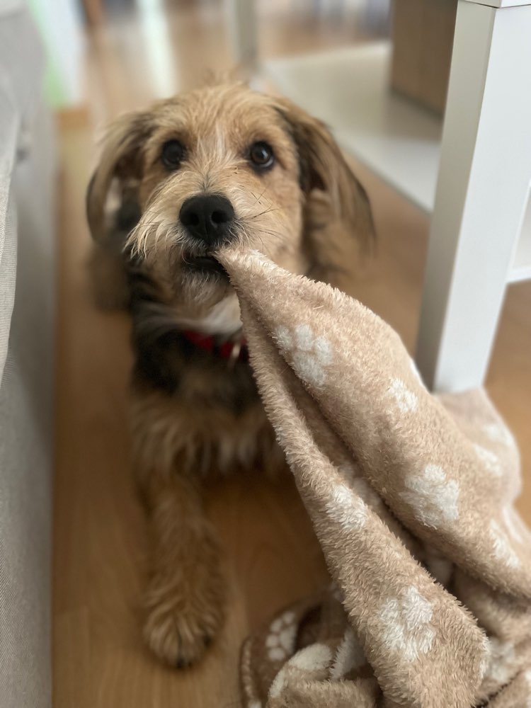 Hundetreffen-Gassifreunde für Jeff gesucht-Profilbild