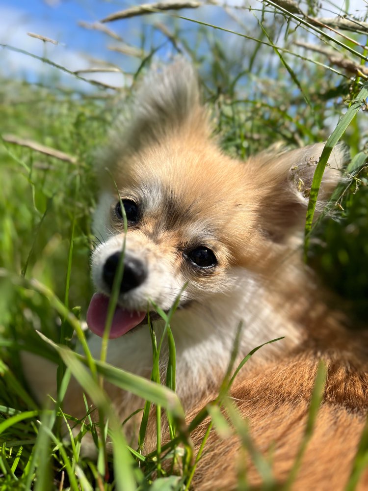 Hundetreffen-Entspannter Hundetreff-Profilbild