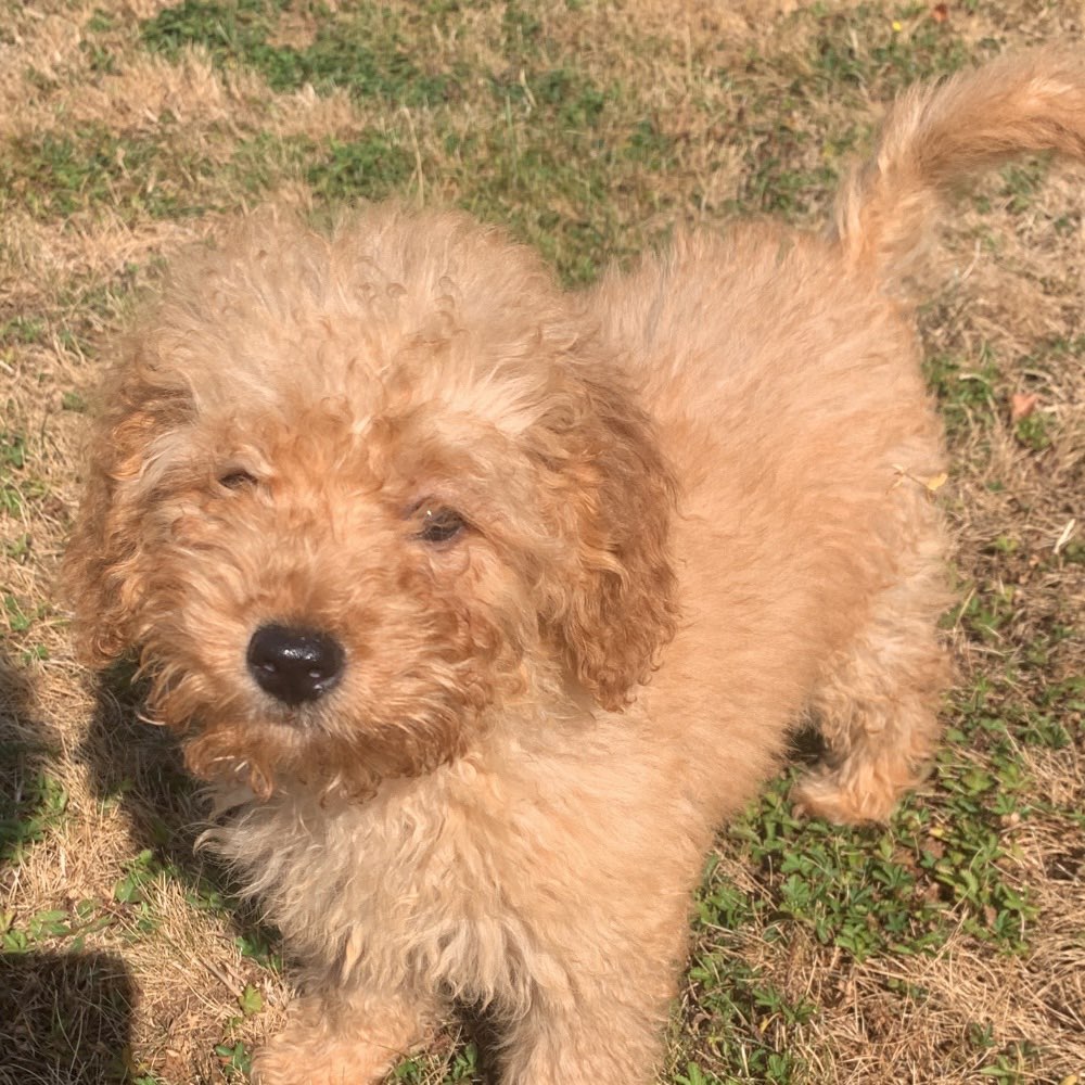 Hundetreffen-Playdate für meinen Zwergpudelwelpen in Eschbach und Umgebung-Profilbild