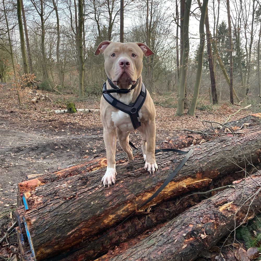 Hundetreffen-Hundebegegnungen üben-Profilbild