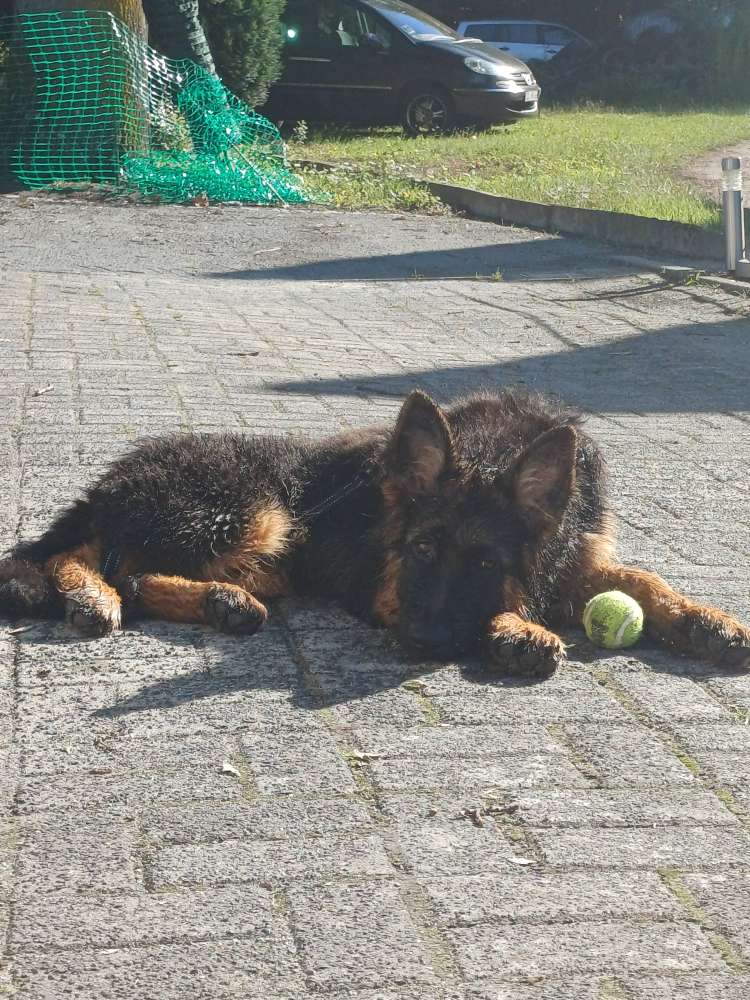 Hundetreffen-Spaziergänge Sozialsierung + Spielen-Profilbild