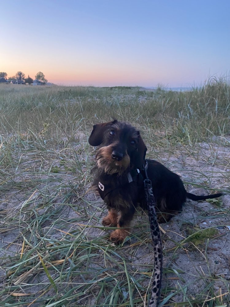 Hundetreffen-Spielkameraden gesucht-Profilbild