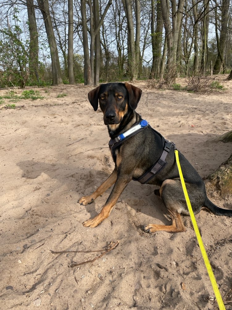 Hundetreffen-Nette Spielfreunde gesucht-Profilbild