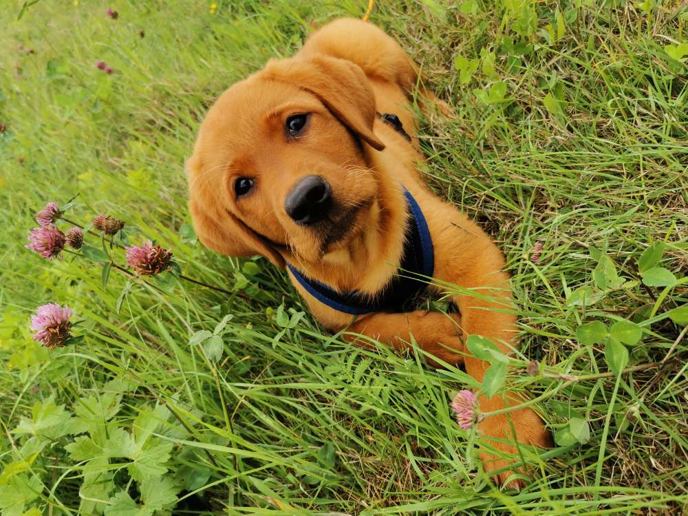 Hundetreffen-Sozialisierungstreffen Welpen/Junghund-Profilbild