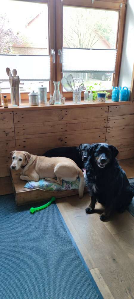 Hundetreffen-Hundetreff und Training-Profilbild