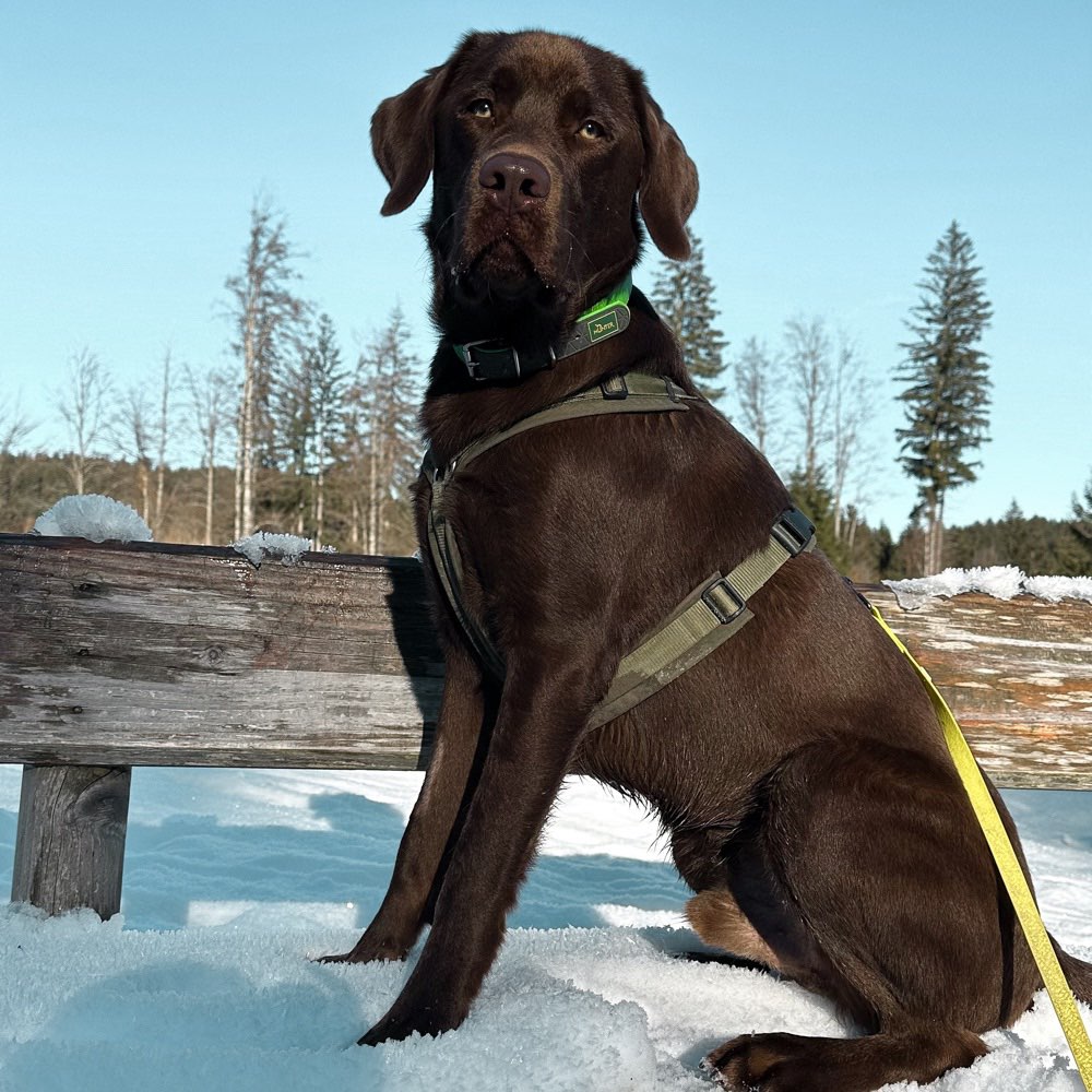 Hundetreffen-Gassi- & Spieltreffen-Profilbild