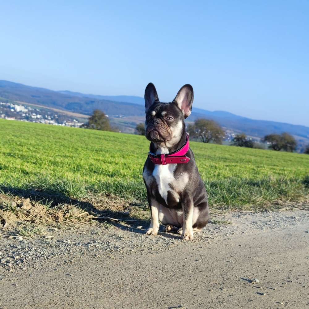 Hundetreffen-Spiel- und Gassitreffen 😊 Hünstetten-Profilbild