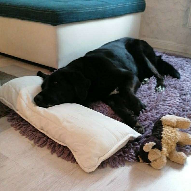 Hundetreffen-Seniorentreff für 4 Beiner-Profilbild