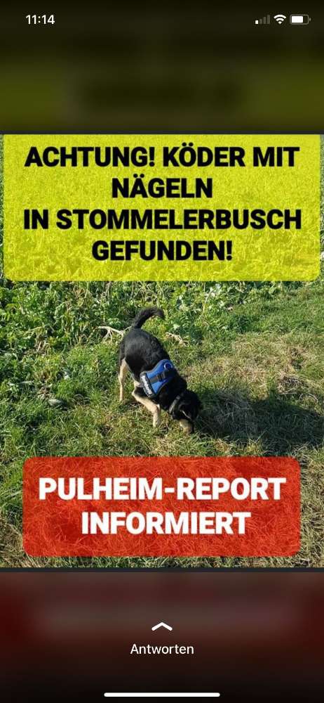 Giftköder-KÖDER MIT Nägeln im Stommelerbusch !-Profilbild