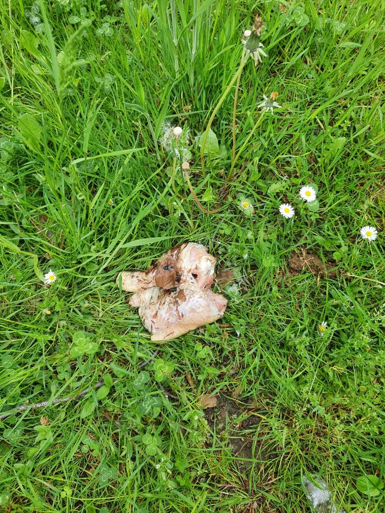 Giftköder-Rohe Hähnchenschenkel-Profilbild