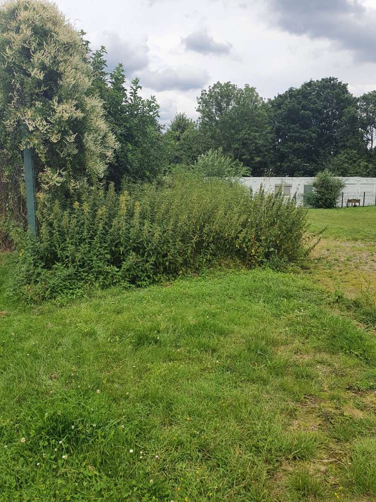 Giftköder-Tote Hasen im Busch-Profilbild