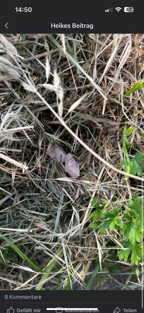 Giftköder-Giftköder ausgelegt in Lommersum-Profilbild