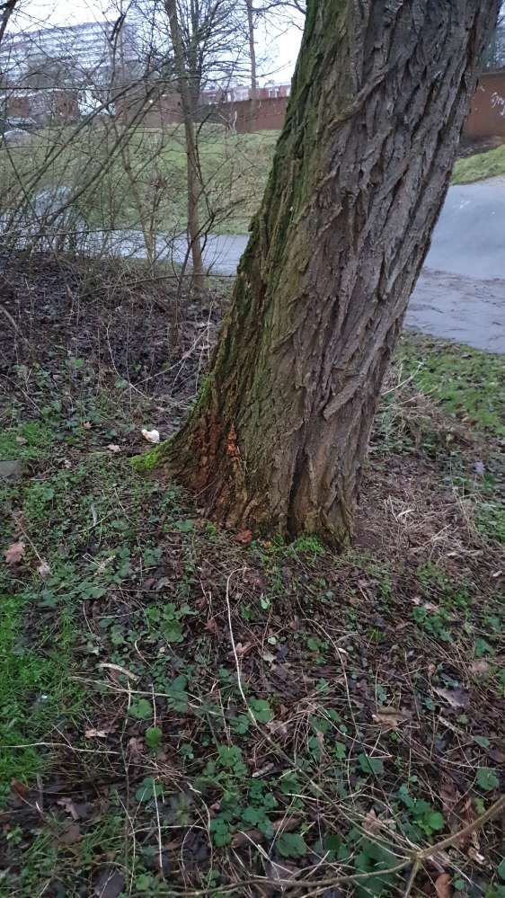 Giftköder-Menschenkot von vermutl Drogenabhängigen-Profilbild