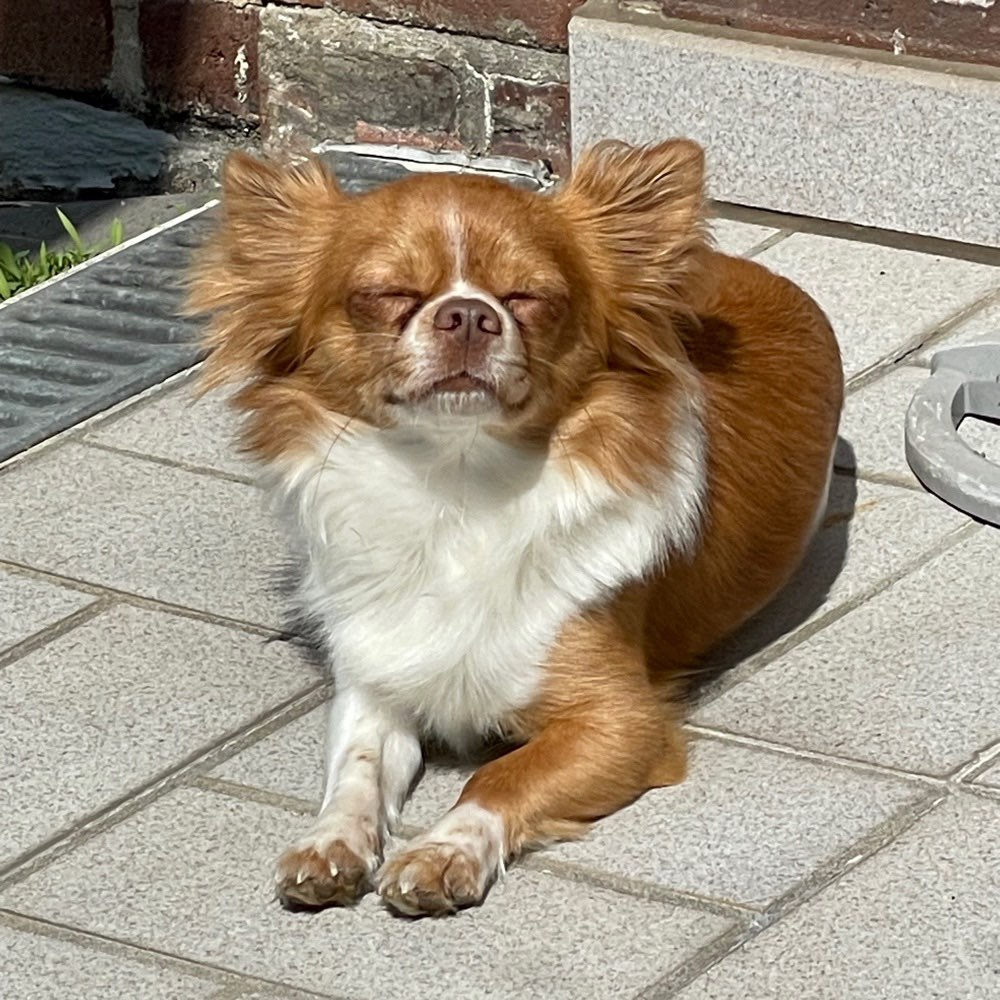 Hundetreffen-XS Hunde in Rheurdt-Profilbild