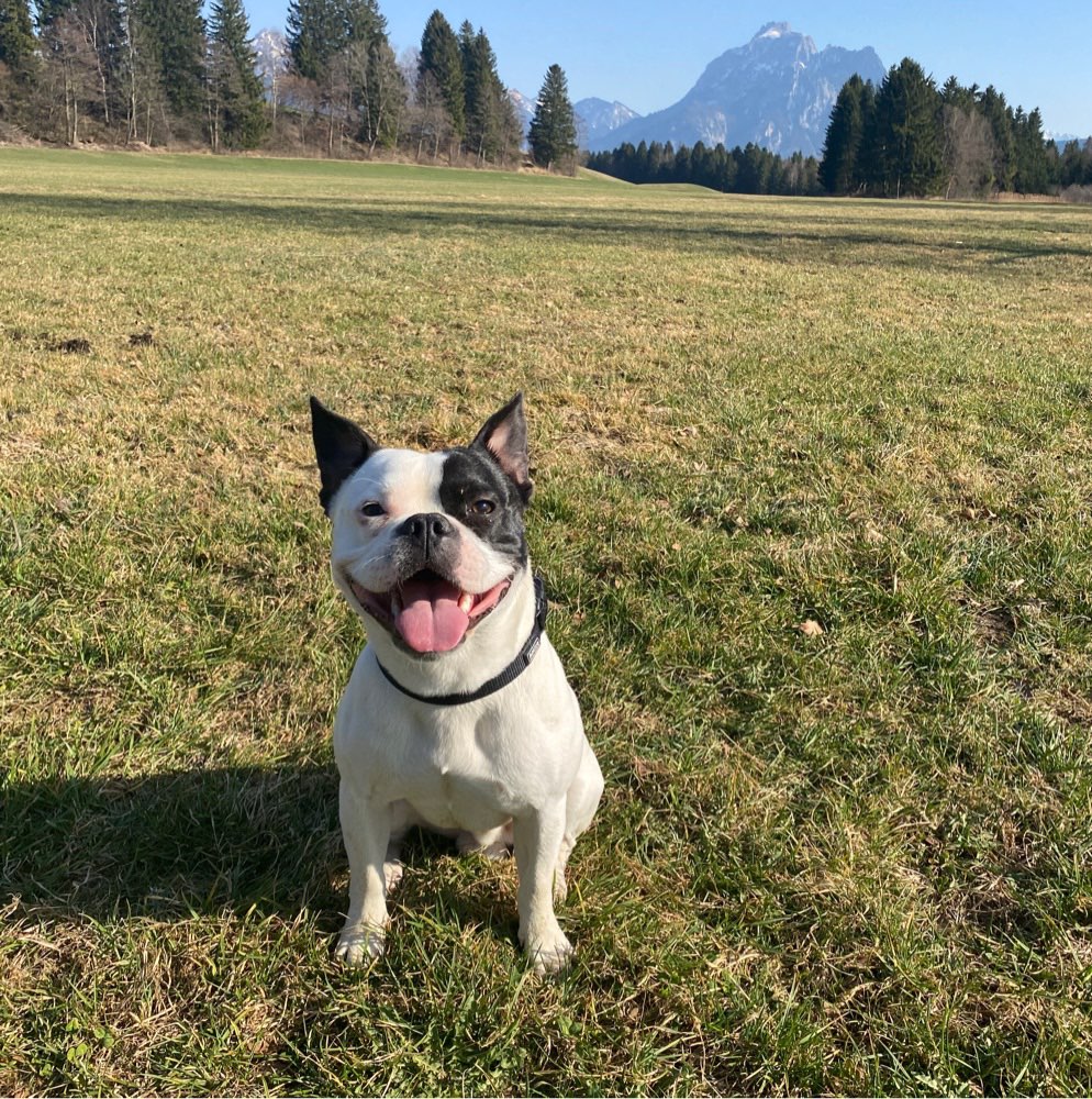 Hundetreffen-Regelmässige gassirunden ab Gniebel, Pliezhausen 🐶-Profilbild