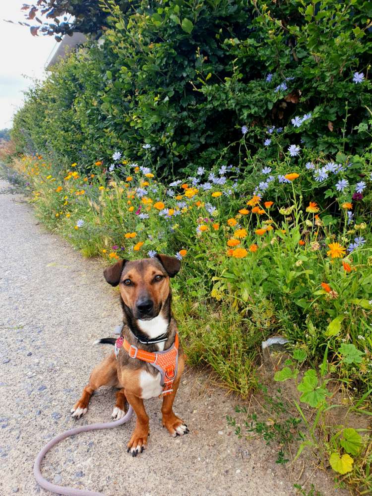 Hundetreffen-Trainingspartner gesucht für Social Walk-Profilbild