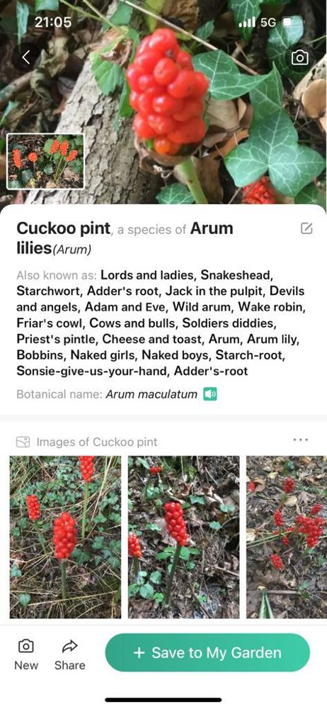 Giftköder-Super giftige Pflanze-Profilbild