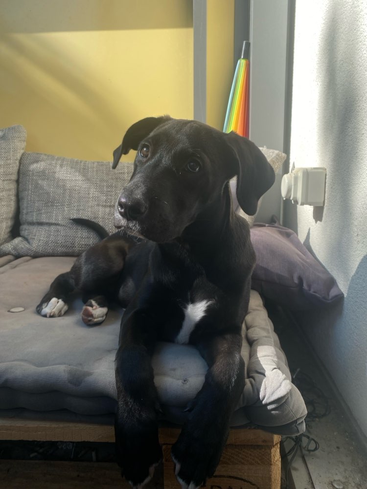 Hundetreffen-Spielkumpane gesucht-Profilbild