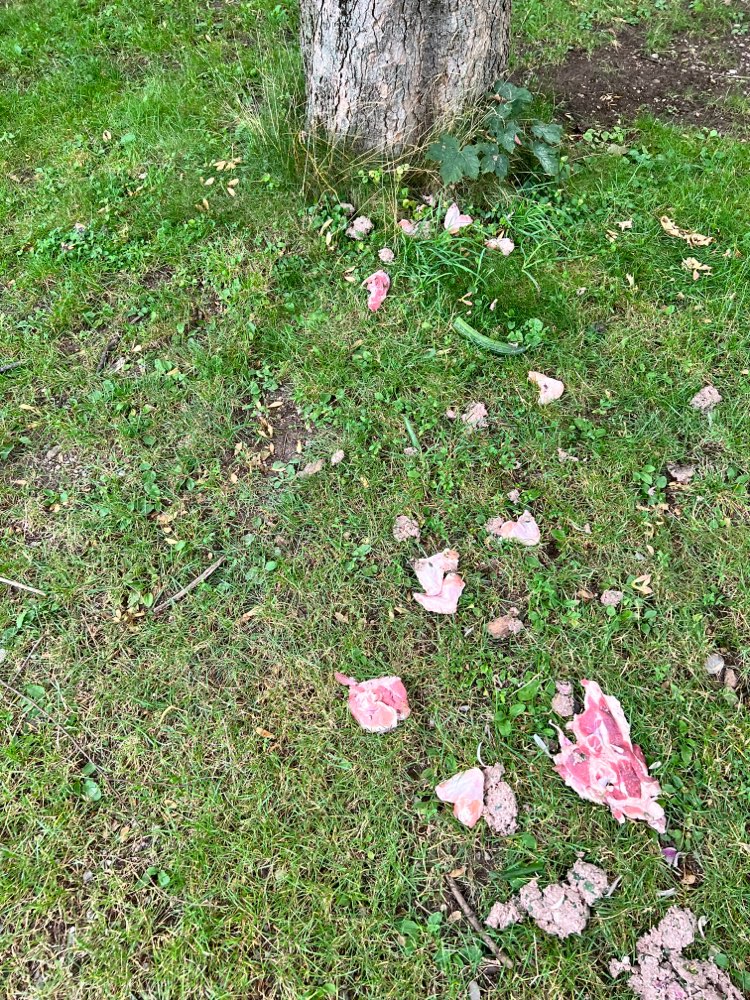 Giftköder-Rohes Fleisch-Profilbild