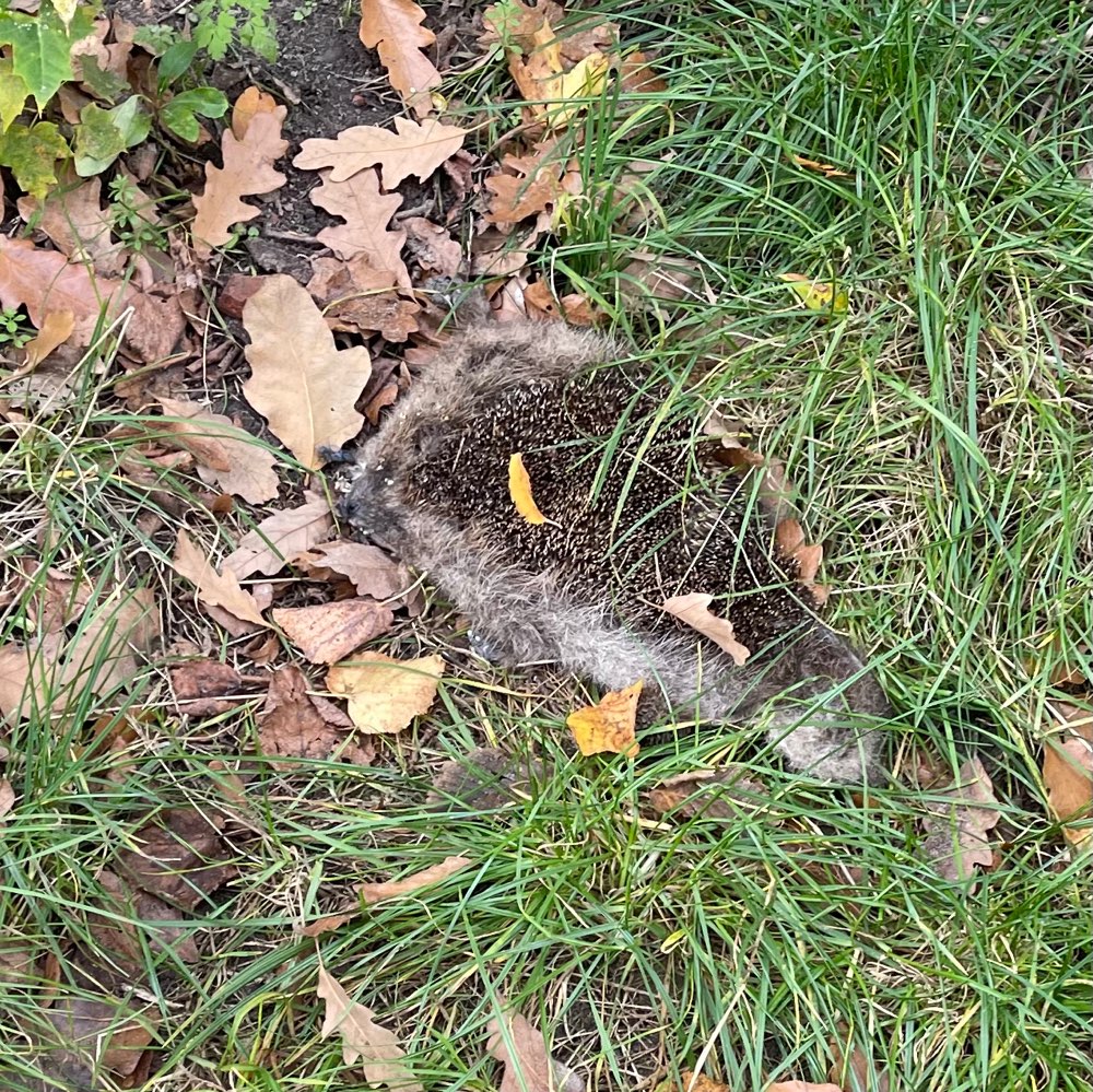 Giftköder-Toter Igel-Profilbild