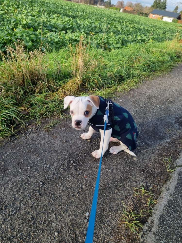 Hundetreffen-Bulldoggige Spielkamaraden-Profilbild