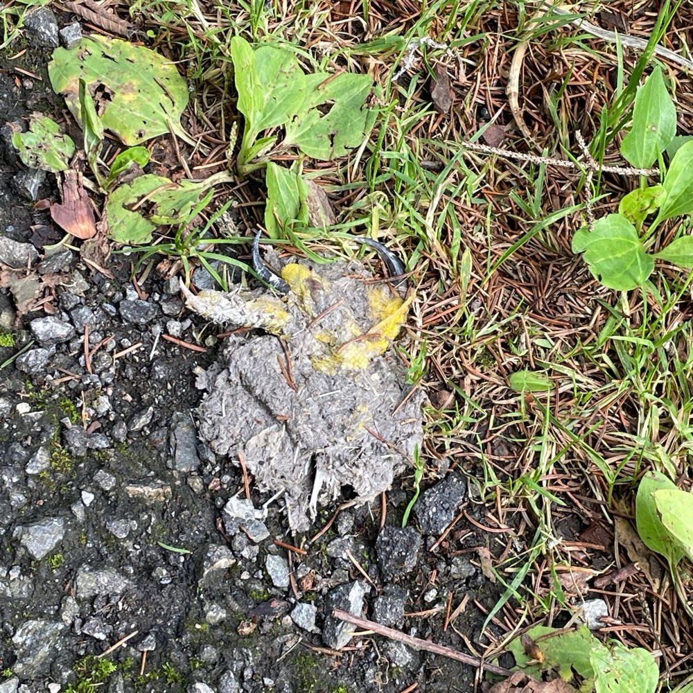 Giftköder-Möglicher Giftköder-Profilbild