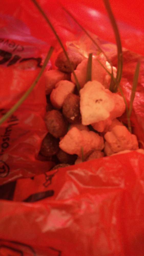 Giftköder-Giftköder in Maichingen-Profilbild