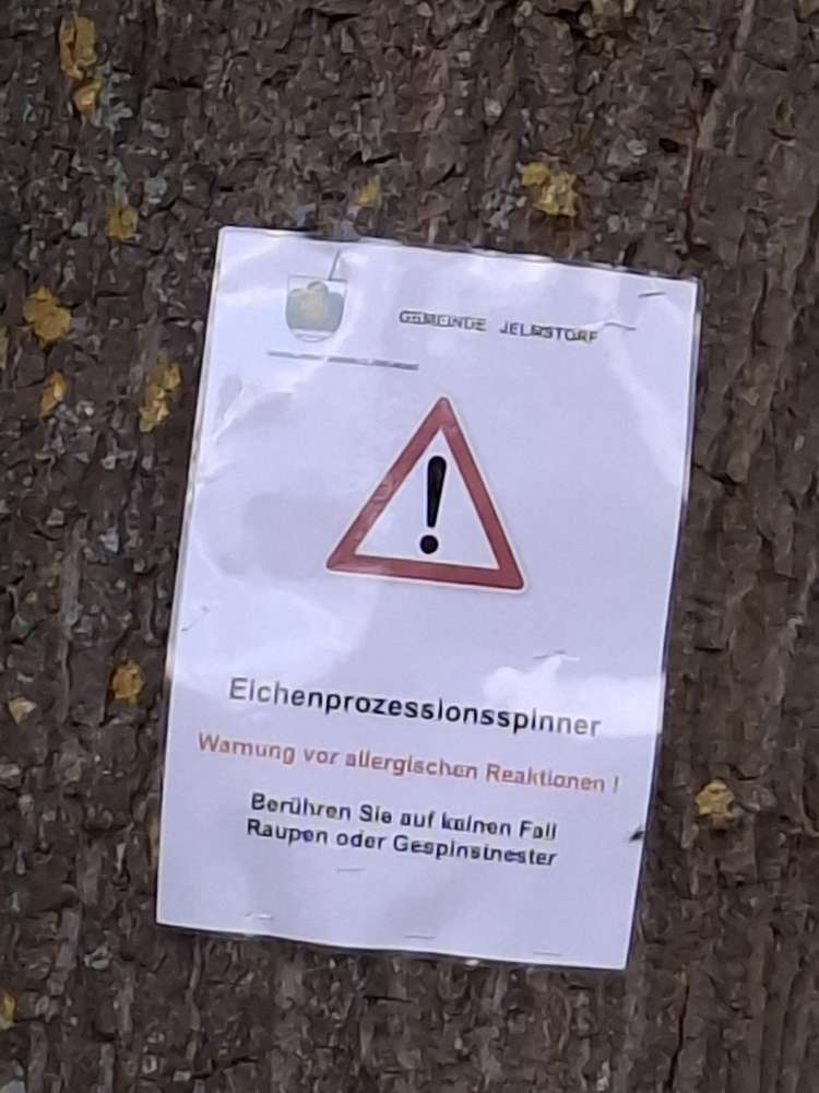 Giftköder-Eichenprozessionsspinner-Profilbild