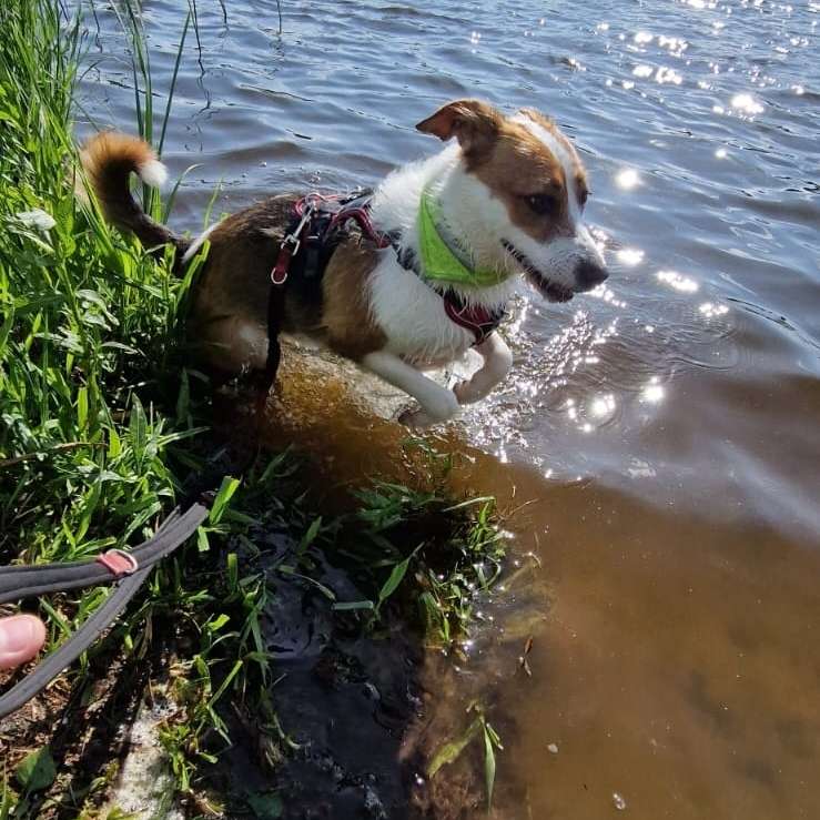 Hundetreffen-Gassi Runde-Profilbild