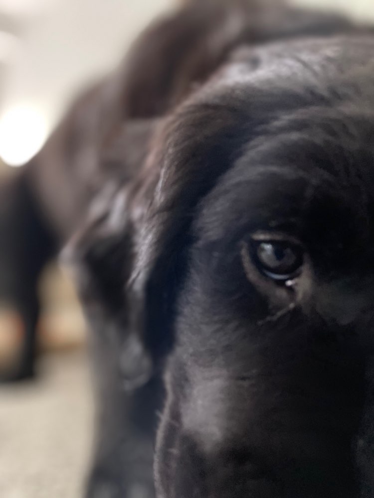 Hundetreffen-Welpen treffen in köln Weiß-Profilbild