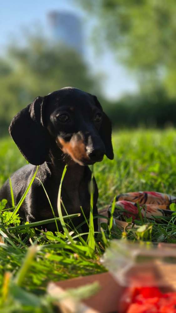 Hundetreffen-Großhundbegegnung trainieren-Profilbild