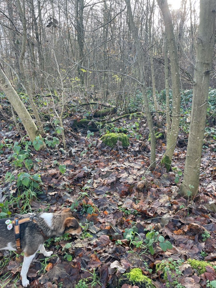 Giftköder-Knochen-Profilbild