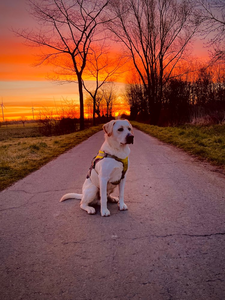 Hundetreffen-Suche einen Spielpartner oder eine Spielpartnerin-Profilbild