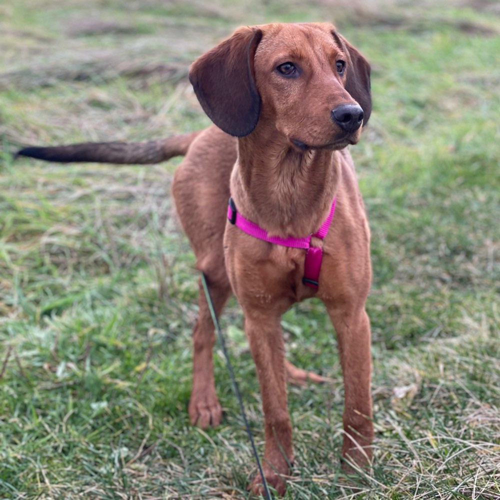 Hundetreffen-Milly ( 8 Mon. Brake-Mix) sucht einen Spiel und Lauffreund-Profilbild