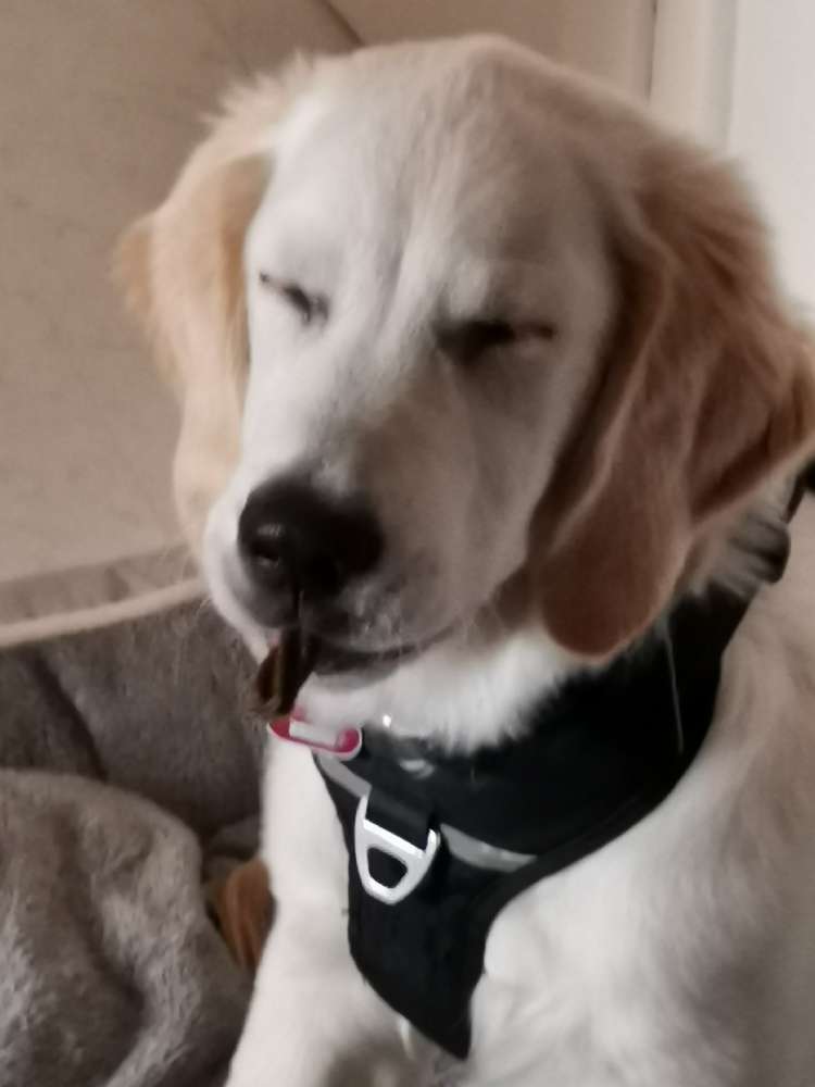 Hundetreffen-Ruhigere Gassi und Spielfreunde-Profilbild