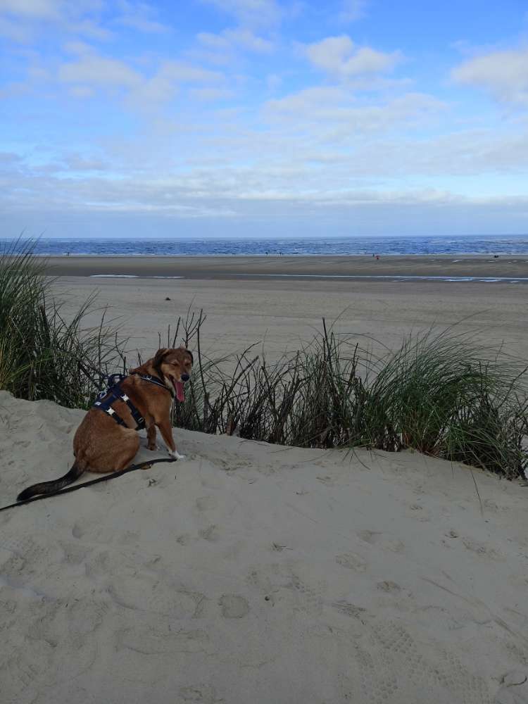 Hundetreffen-Spaziergänge in Kirchheide-Profilbild