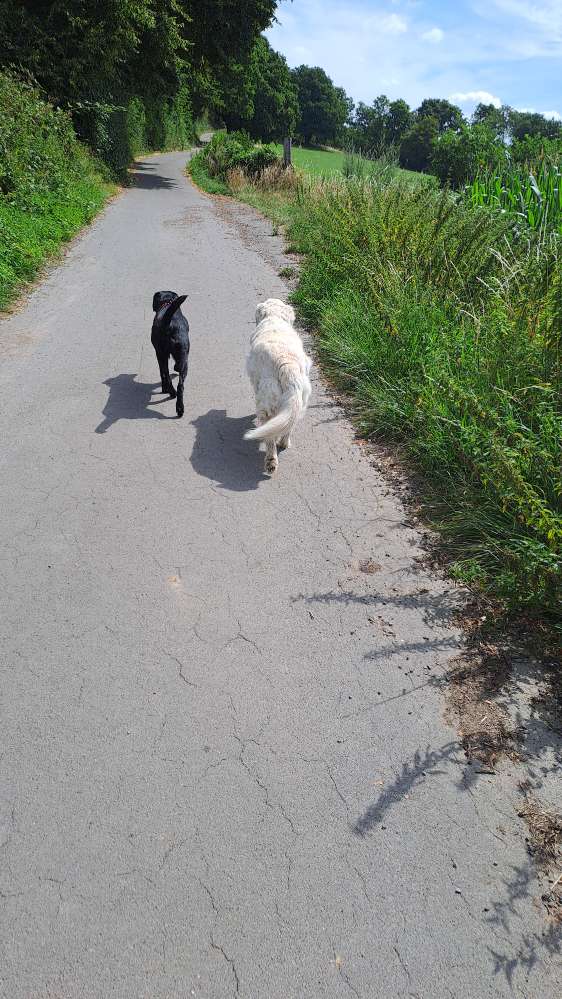 Hundetreffen-Gemeinsam spazieren an der Leine-Profilbild