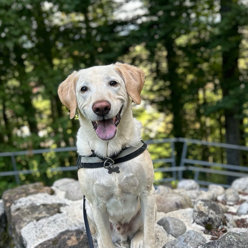 Hundetreffen-Gemeinsamer Spaziergang-Profilbild