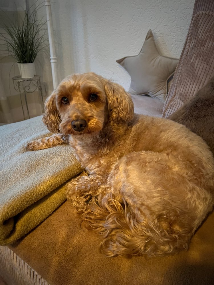 Hundetreffen-Suche Spielfreunde für Luna-Profilbild