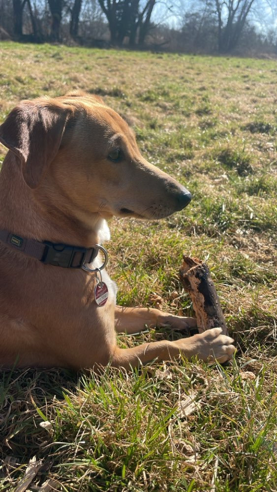 Hundetreffen-Spazieren an der Wupper (Opladen)-Profilbild
