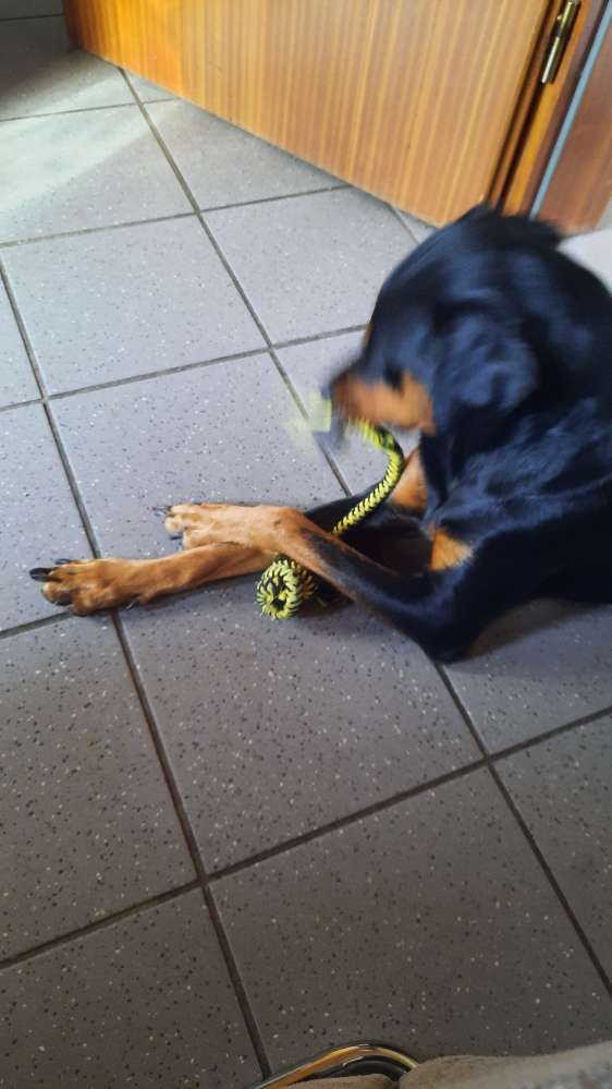 Hundetreffen-Treffen Eckernförde-Profilbild