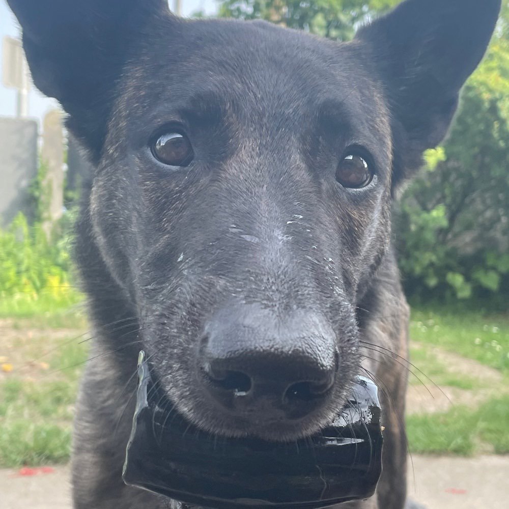 Hundetreffen-Große Hunde-Profilbild