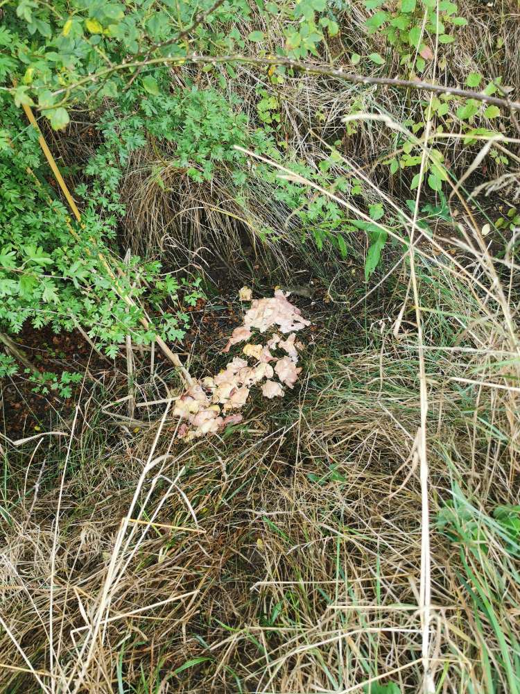 Giftköder-Fleischabfälle-Profilbild