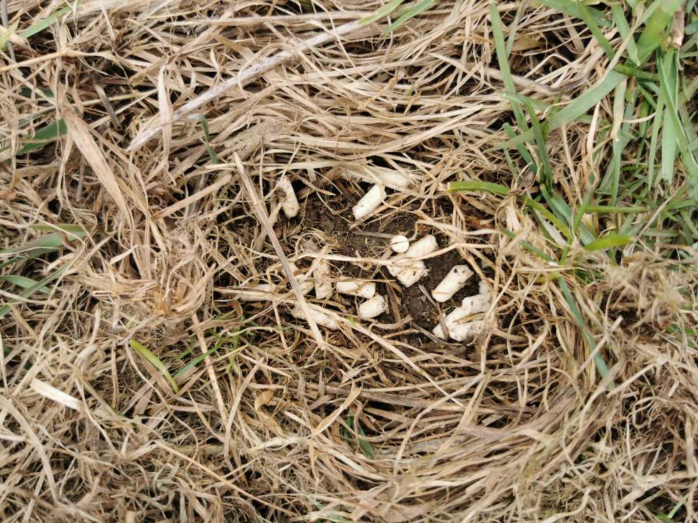 Giftköder-Gift-Profilbild